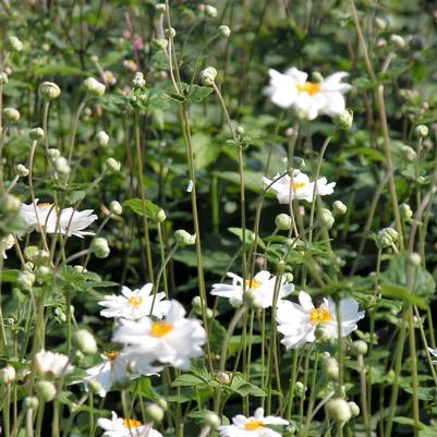 Anemone Whirlwind