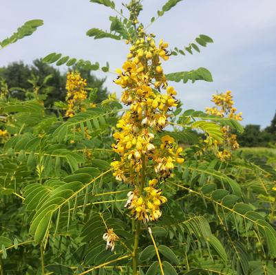 Cassia marilandica 