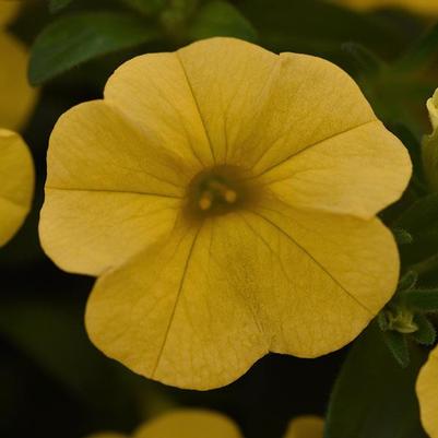 Calibrachoa Cabaret Golden Yellow