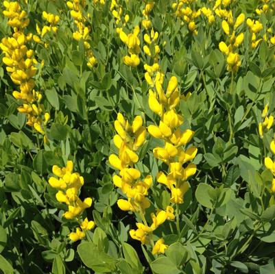 Baptisia Carolina Moonlight