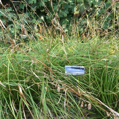 Carex cherokeensis 