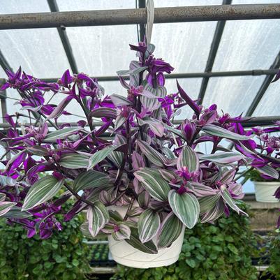 Tradescantia Nanouk 