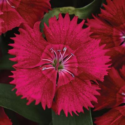 Dianthus Ideal Select Red