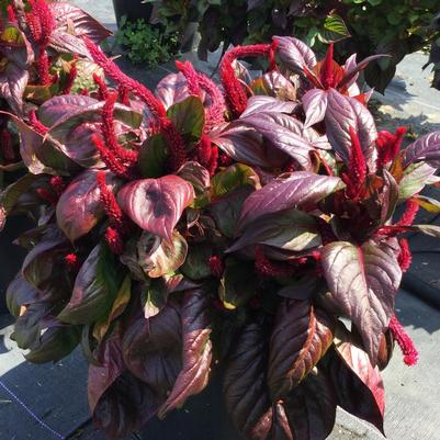 Celosia Foliage Lizzard Leaf Sol