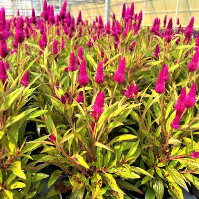 Celosia Intenz Classic