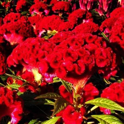 Celosia Twisted Red Currant