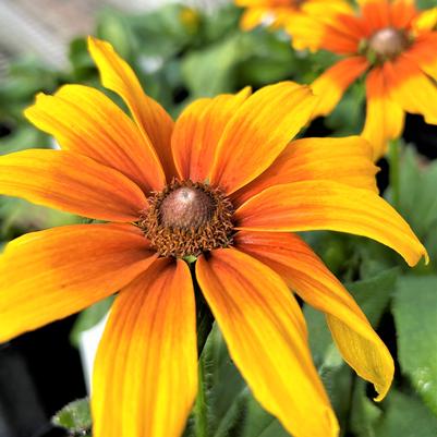 Echibeckia Summerina Butterscotch Biscuit