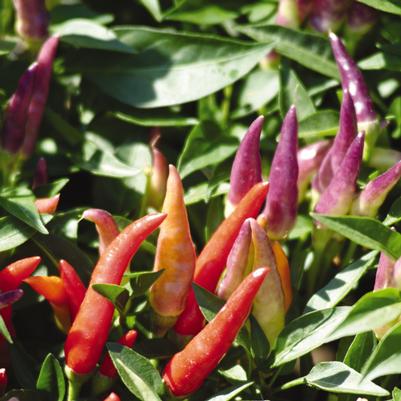 Capsicum annuum Sangria