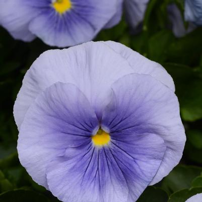 Pansy Matrix Light Blue