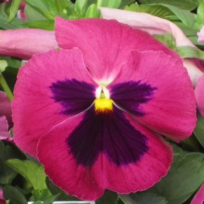 Pansy Matrix Rose Blotch