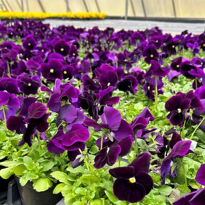 Pansy Matrix Purple