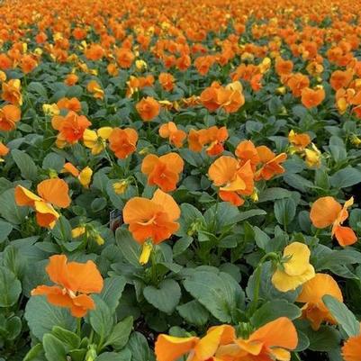 Pansy Matrix Deep Orange