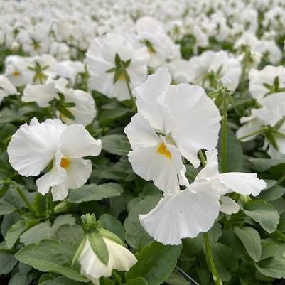 Pansy Matrix White