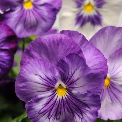 Pansy Matrix Lavender Shades