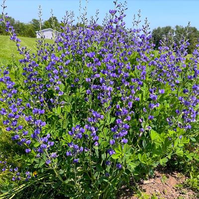 Baptisia australis 