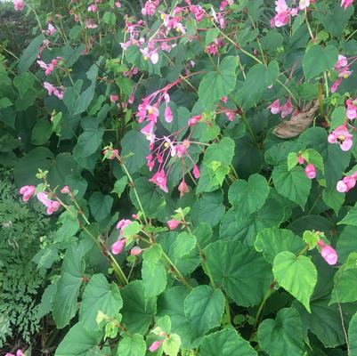 Begonia grandis 