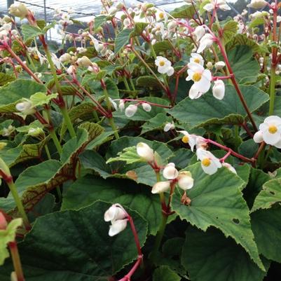 Begonia grandis Alba