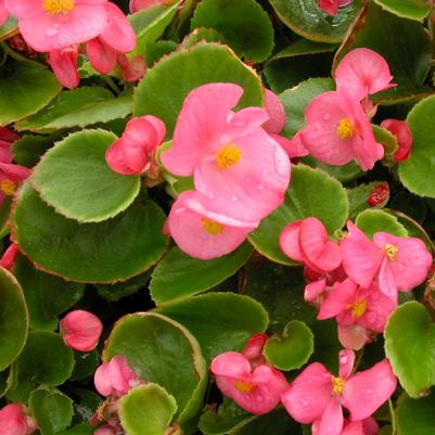 Begonia Super Olympia Rose