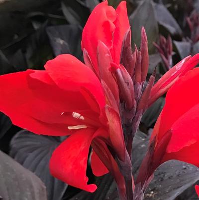 Canna Cannova Bronze Scarlet