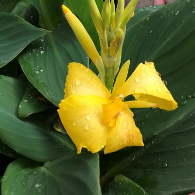 Canna Cannova Yellow