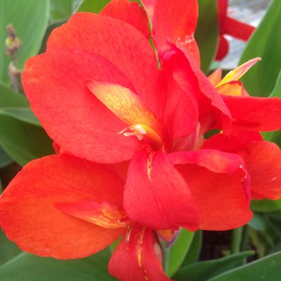 Canna Cannova Scarlet