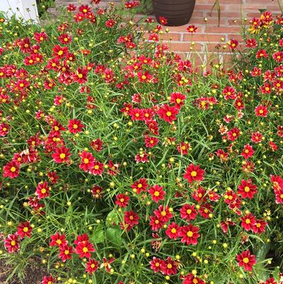 Coreopsis x ros. BIG BANG Series Mercury Rising