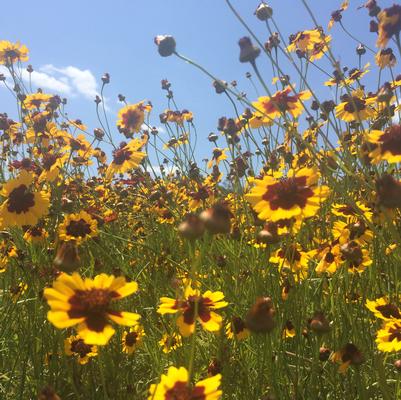 Coreopsis tinctoria 