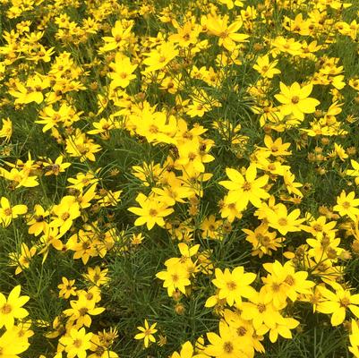 Coreopsis ver. Zagreb