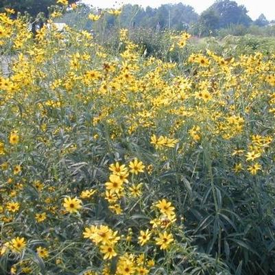 Coreopsis tri. Gold Standard