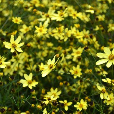 Coreopsis ver. Moonbeam