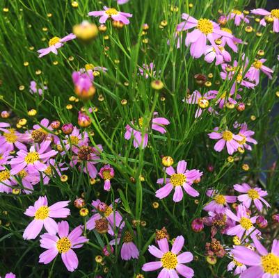 Coreopsis ros. American Dream