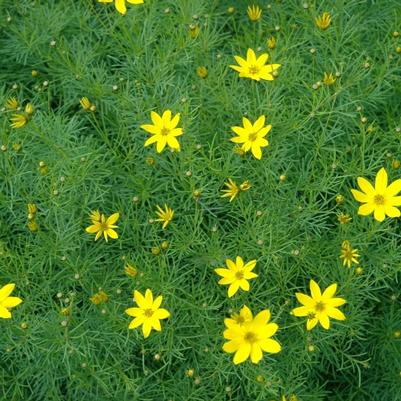 Coreopsis verticillata 