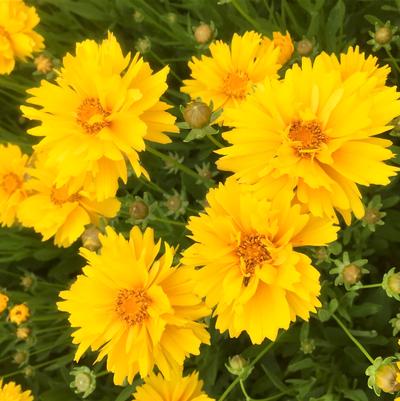 Coreopsis gra. Early Sunrise