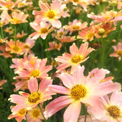 Coreopsis x Sienna Sunset