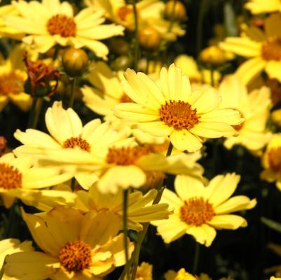 Coreopsis ver. Creme Brulee