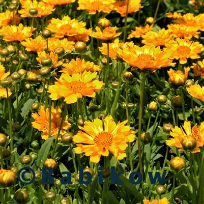 Coreopsis x Jethro Tull