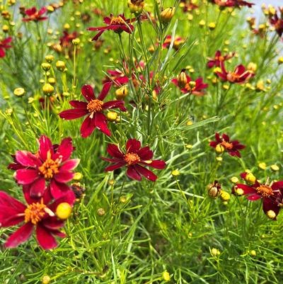 Coreopsis x Permathread (TM) Red Satin