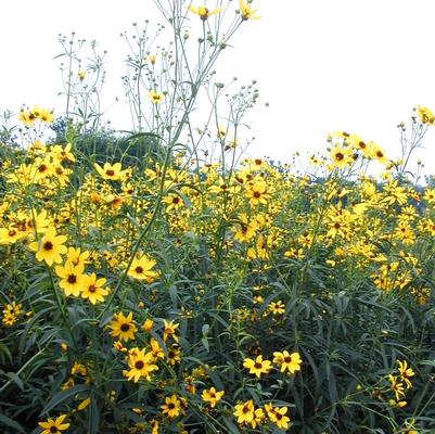 Coreopsis tripteris 