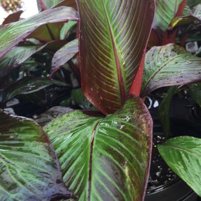 Ensete ventricosum Maurelli