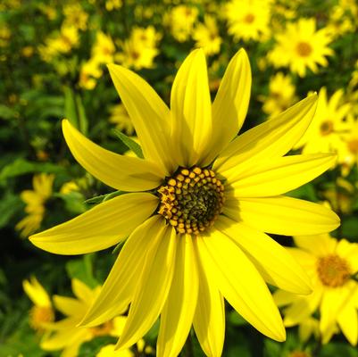 Helianthus Lemon Queen