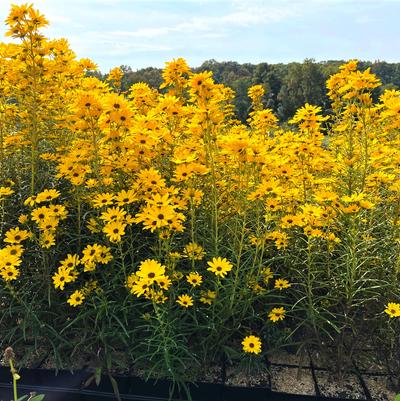 Helianthus sal. First Light