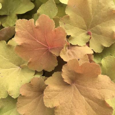 Heuchera vil. Caramel