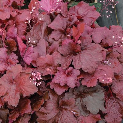 Heuchera x Fire Alarm