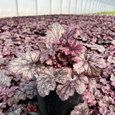 Heuchera x Plum Pudding