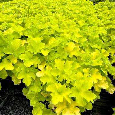 Heuchera x Guacamole