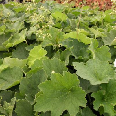 Heuchera vil. Autumn Bride