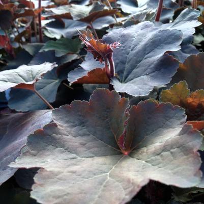 Heuchera vil. Mocha