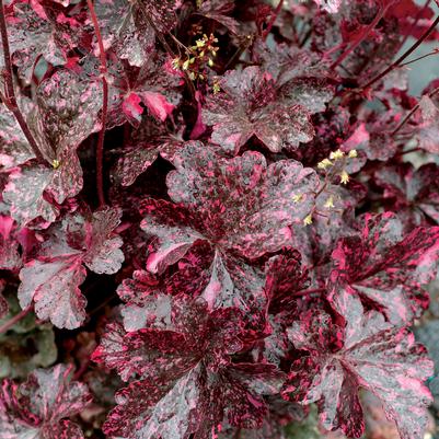 Heuchera x Midnight Rose