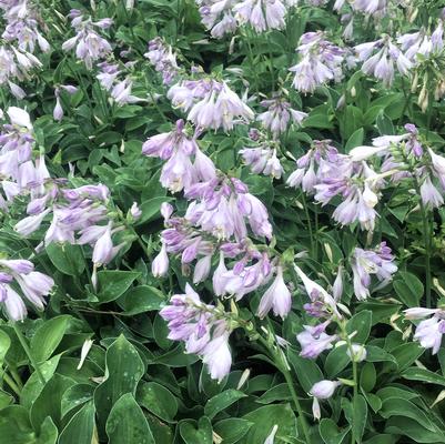 Hosta x Blue Cadet