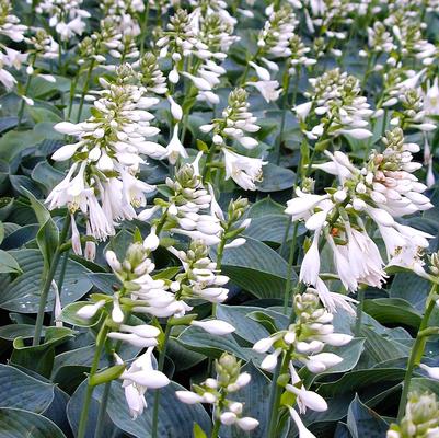 Hosta sie. Elegans